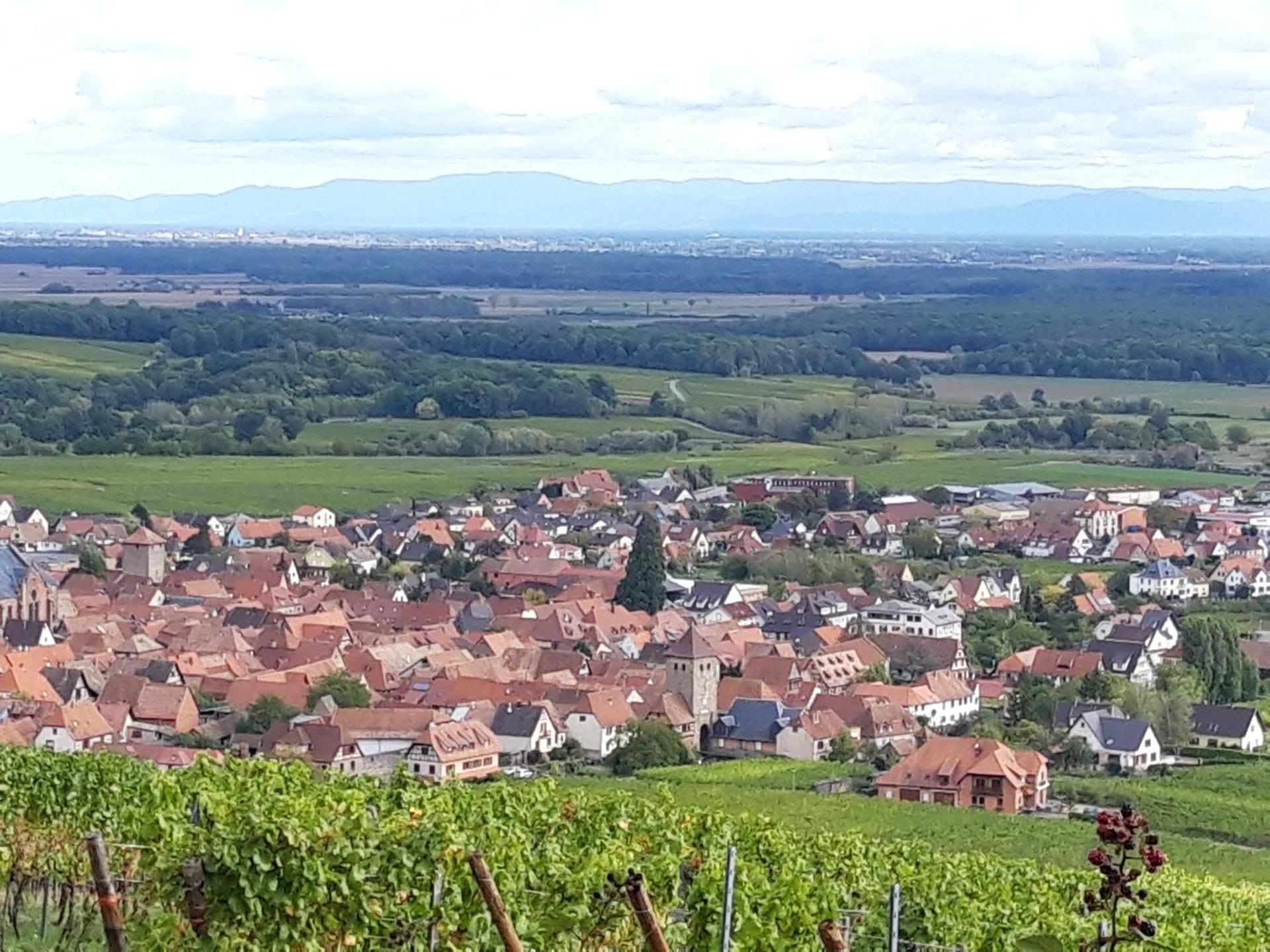 Weinberge und Vogesen rund um das Dorf